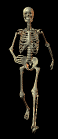The Skull and Bones are Running!